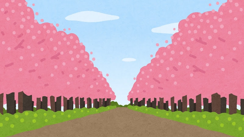 Row of cherry blossom trees