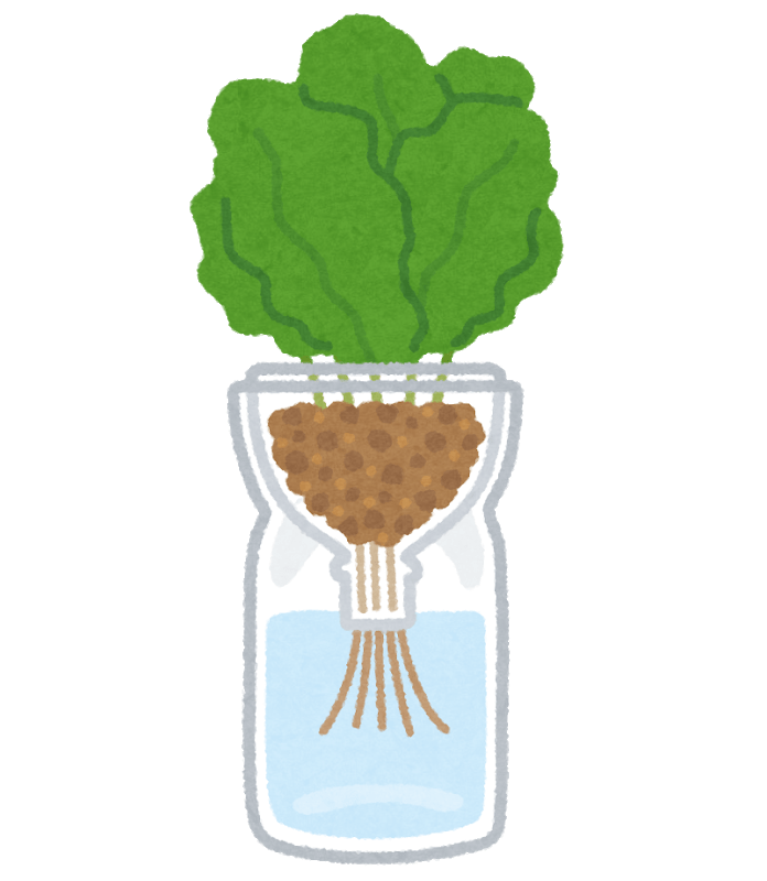 PET bottle hydroponics