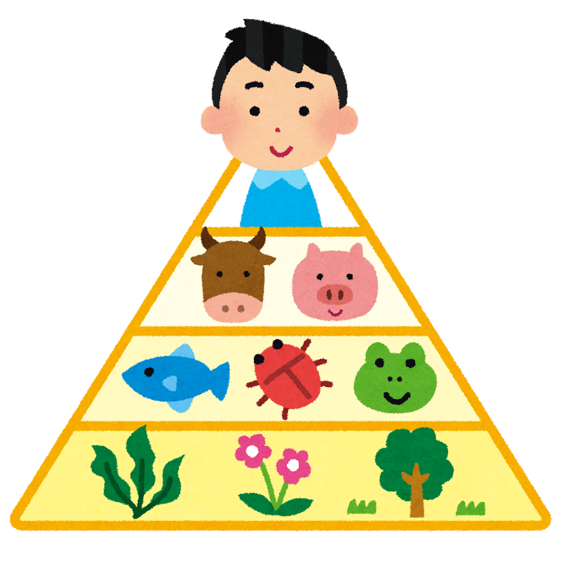 Pyramid of the food chain