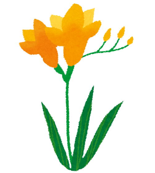 Freesia (flower)