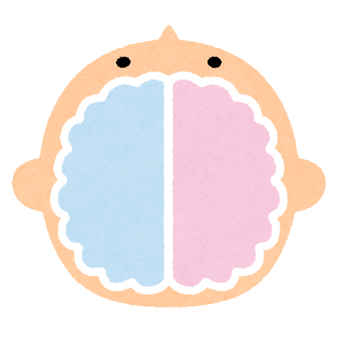 Right brain and left brain