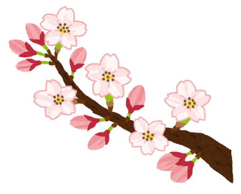 Flowering of cherry blossoms (Yoshino cherry tree)