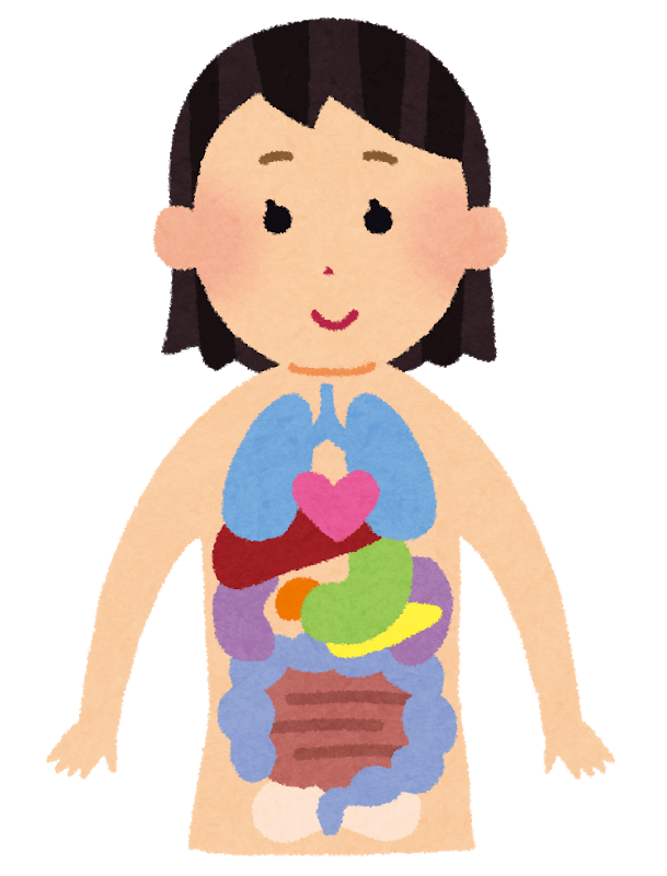 Internal organs (female)