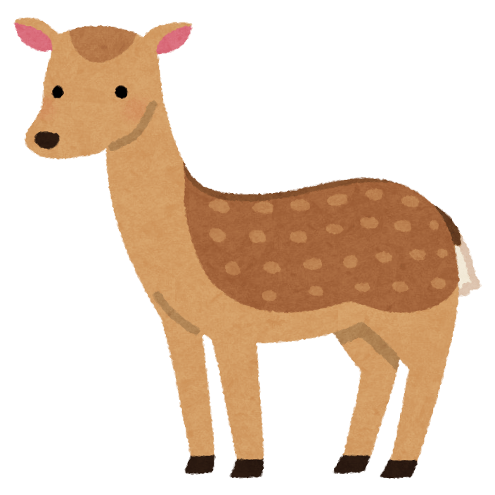 Sika deer (without horns)