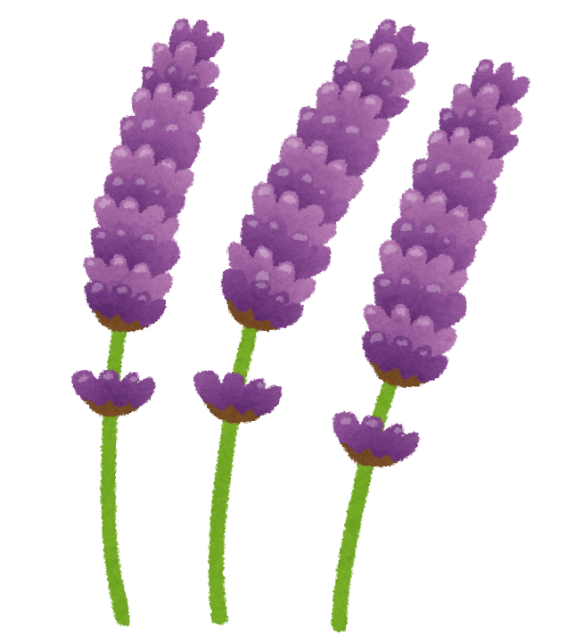Lavender (flower)