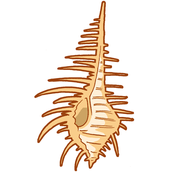 Seashell