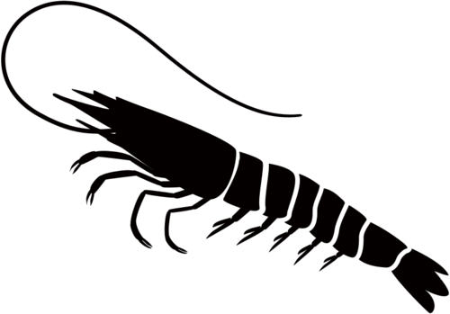 Silhouette of shrimp