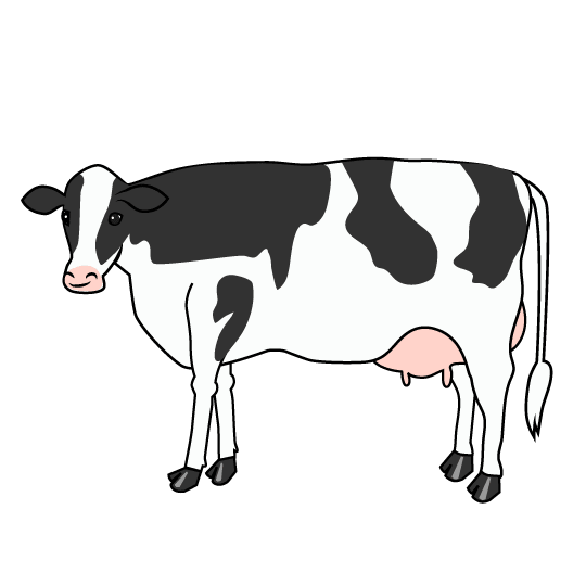 Holstein cow