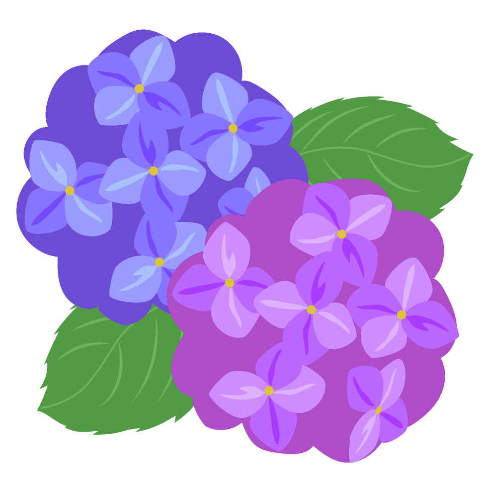 Two hydrangeas