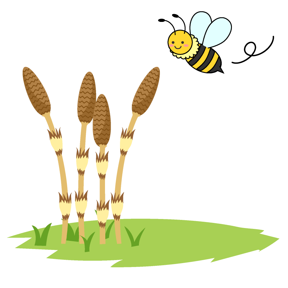 Bee and horsetail
