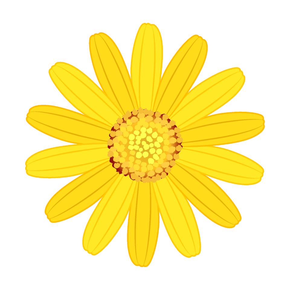 Yellow marguerite flower
