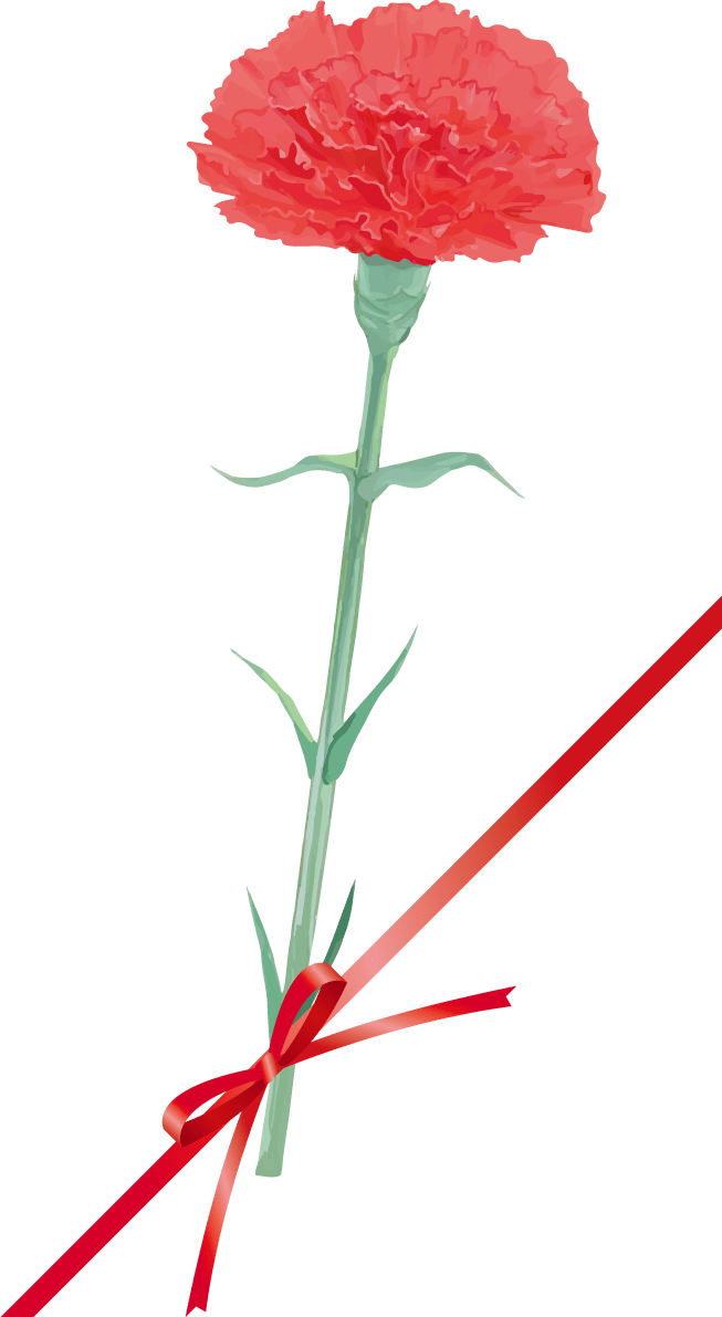 Fashionable and beautiful carnation illustration (1 wheel diagonal ribbon