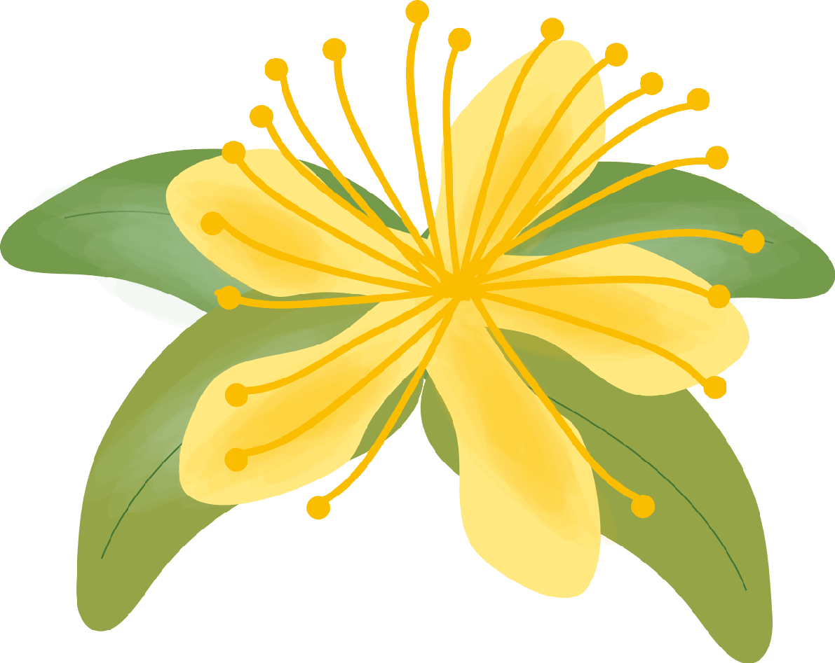 Mioyanagi (flower) summer