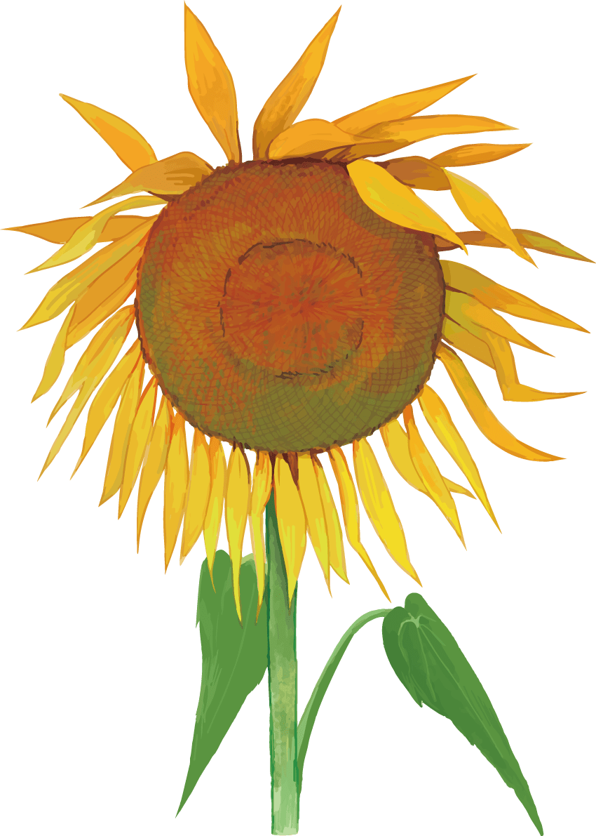Sunflower illustration that seems to lose to the big heat (fashionable and beautiful real edition)