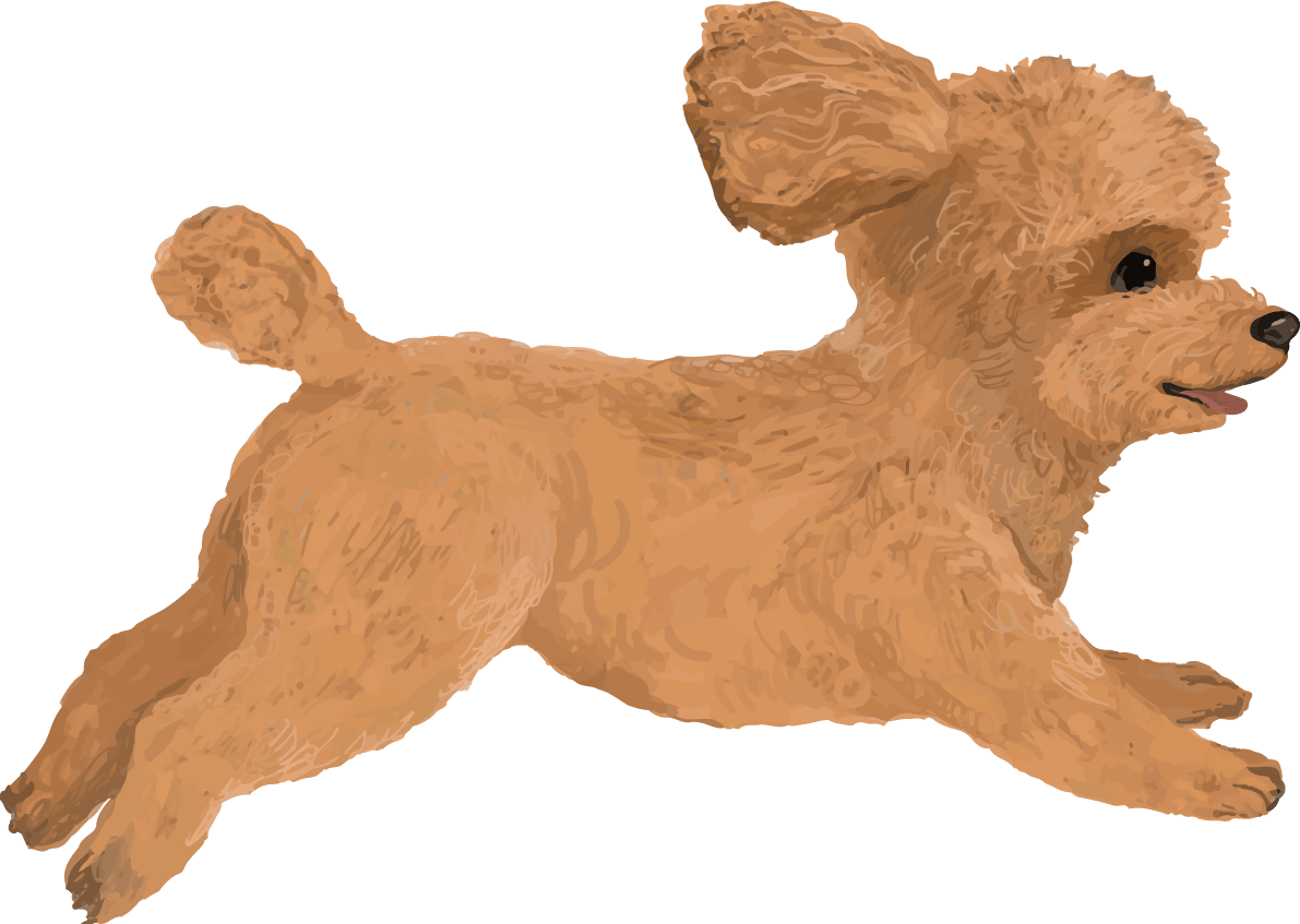 Toy Poodle running-real handwriting style