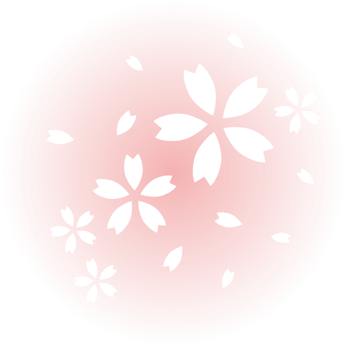 ピンクの光の中に白い桜の花びら-おしゃれ