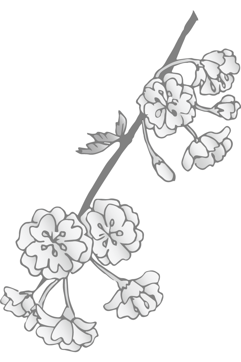 Grayscale cherry blossoms (weeping cherry blossoms)-black and white
