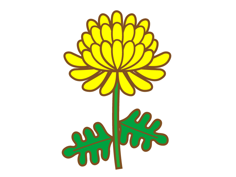 Yellow single chrysanthemum