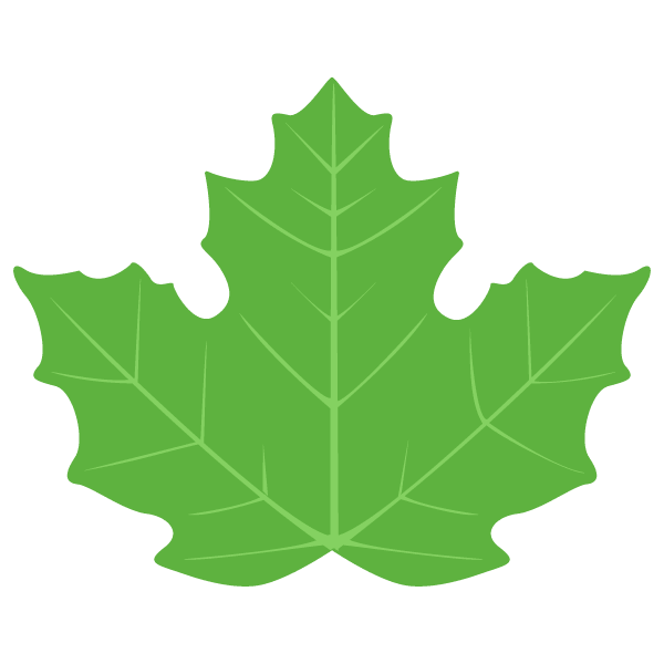 Maple leaf