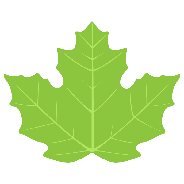 Maple leaf