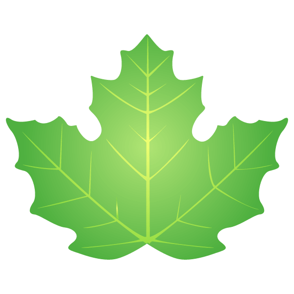 Maple leaf