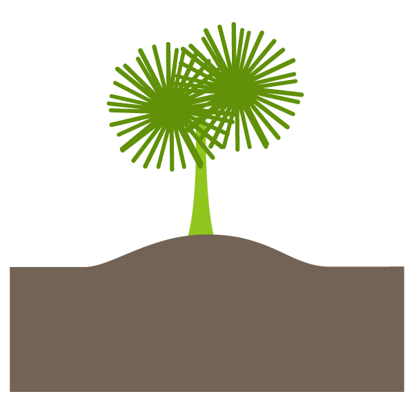 Ornamental plants