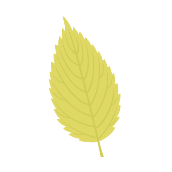 Keyaki leaf