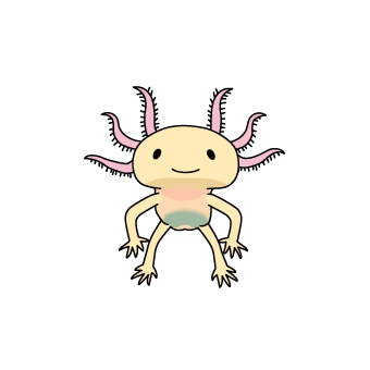 Axolotl