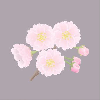 Yae Sakura