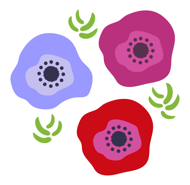 Colorful anemone flowers