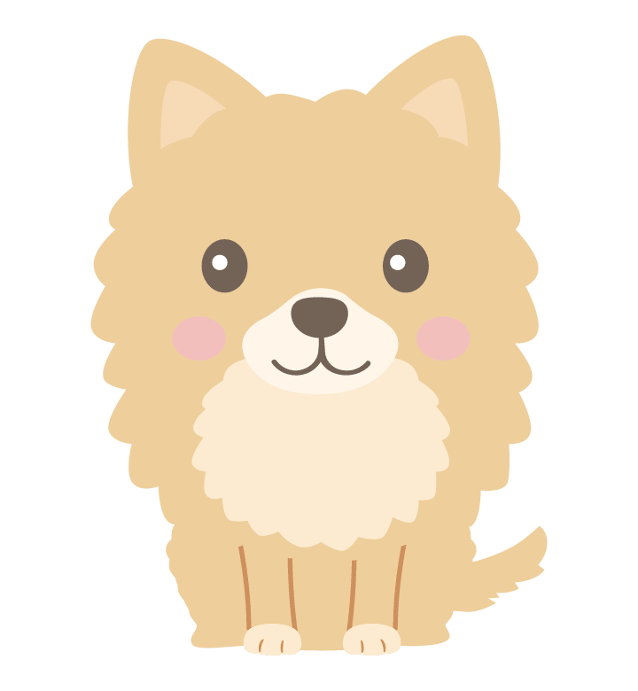 Cute Pomeranian sitting