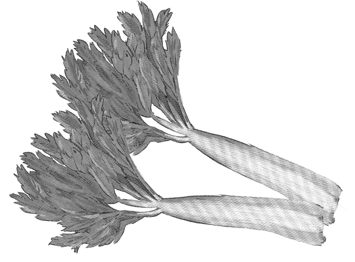Celery-Fresh fresh vegetables