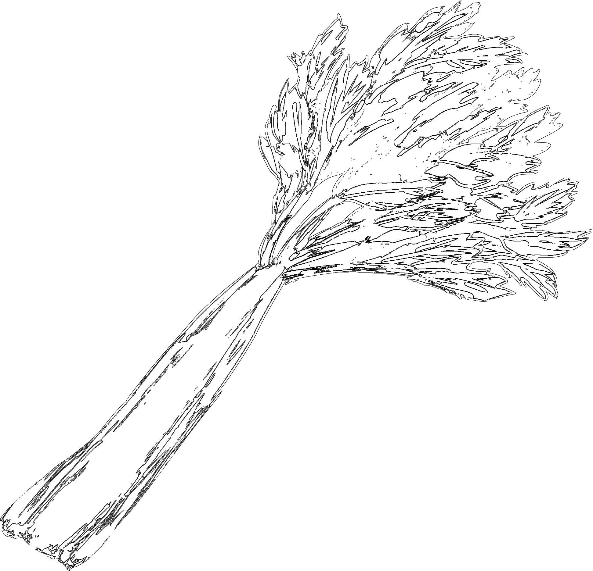 Celery-Fresh fresh vegetables