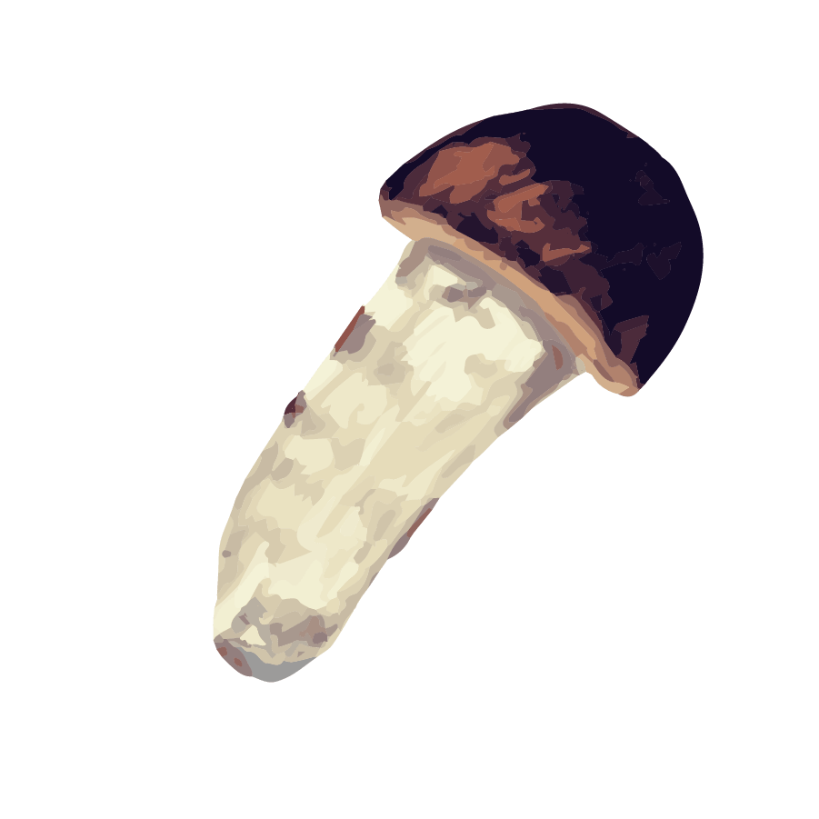 Vegetable illustration-Free hand-painted cute