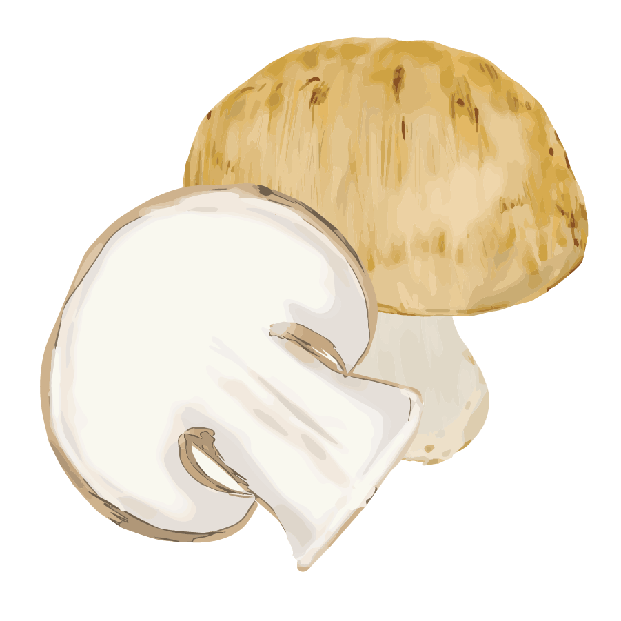 Vegetable illustration-Free hand-painted cute