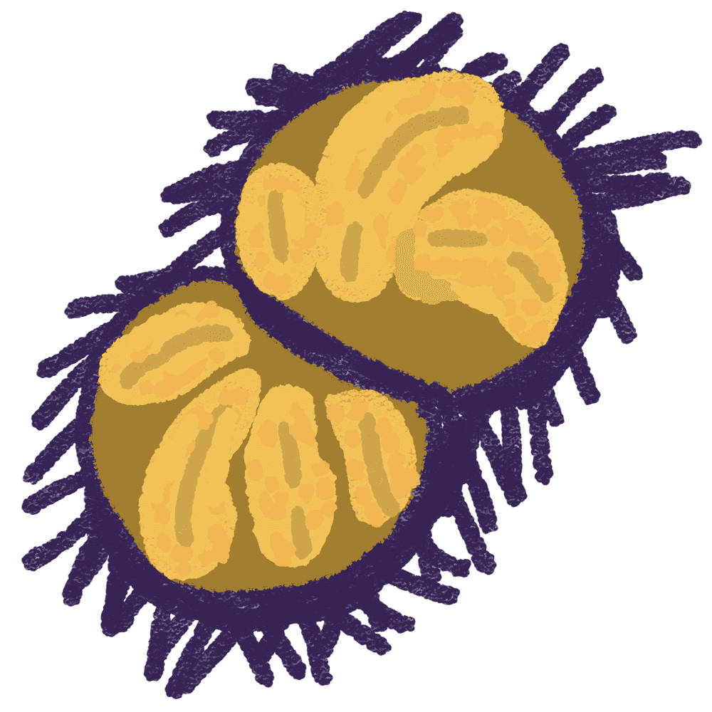 Sea urchin illustration-Cute sea thorn creatures for sushi