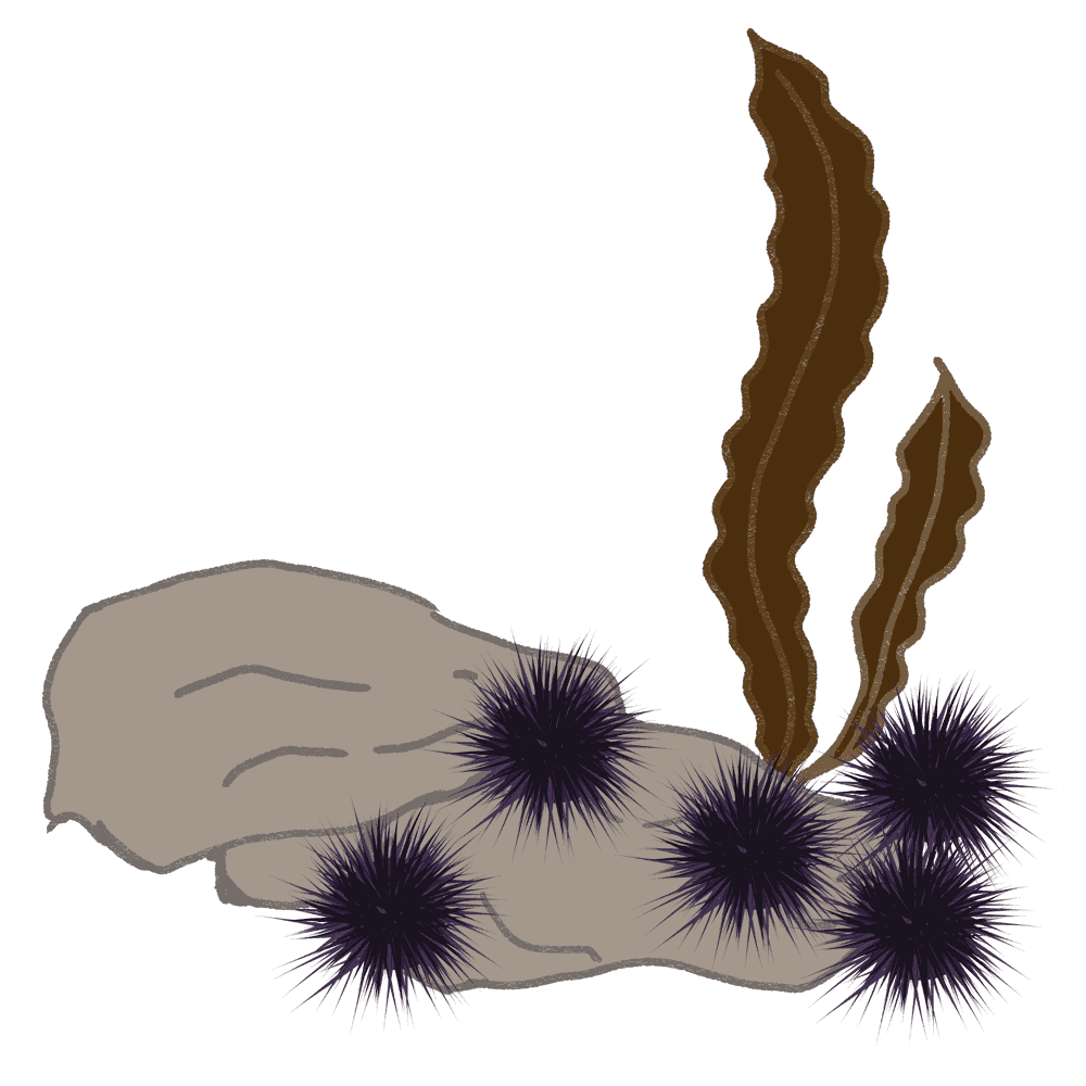Sea urchin illustration-Cute sea thorn creatures for sushi