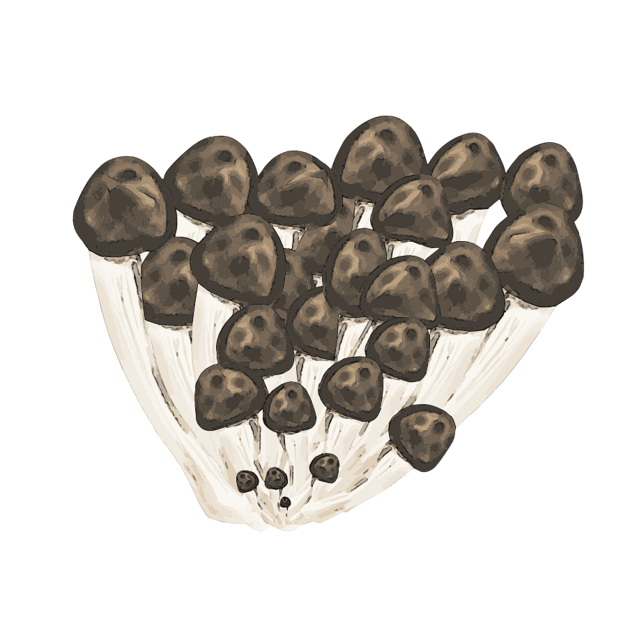 Vegetable illustration-Free hand-painted cute