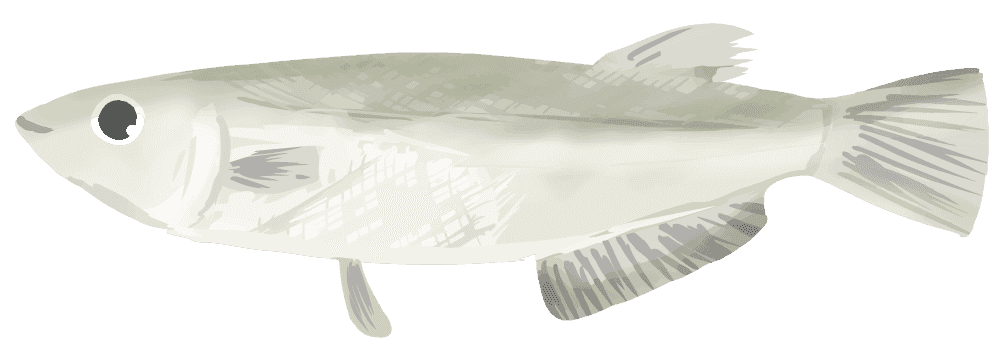 Cute killifish-Aquarium and aquatic plant pretending to be fish