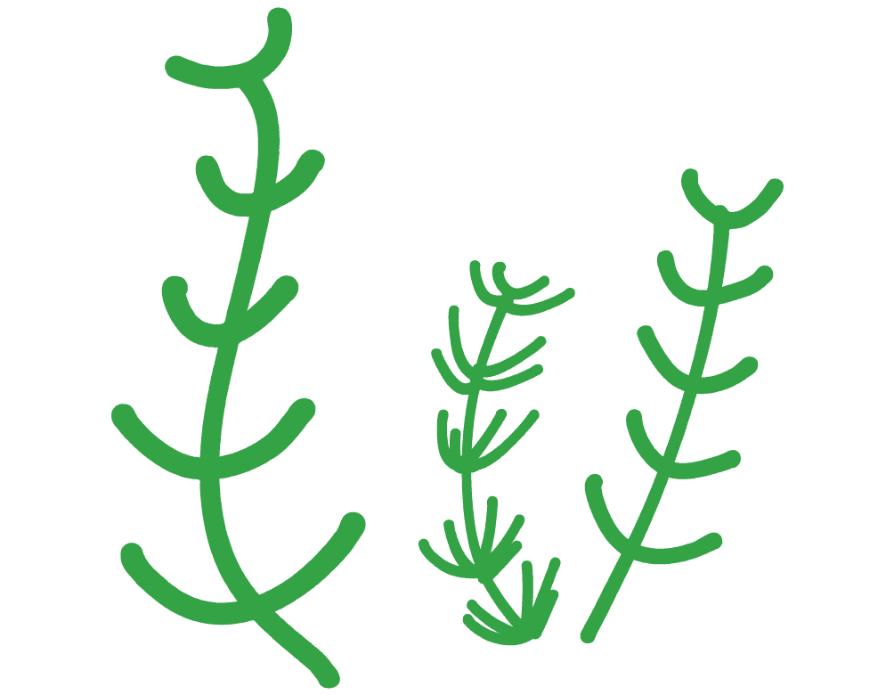 Cute killifish-Aquarium and aquatic plant pretending to be fish