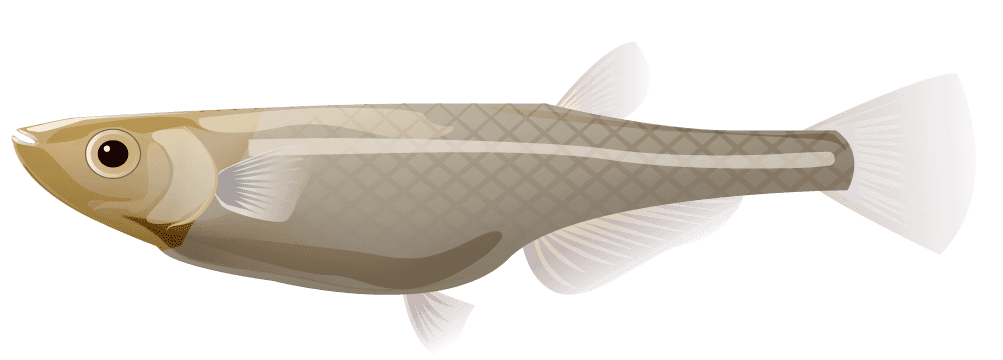 Cute killifish-Aquarium and aquatic plant pretending to be fish