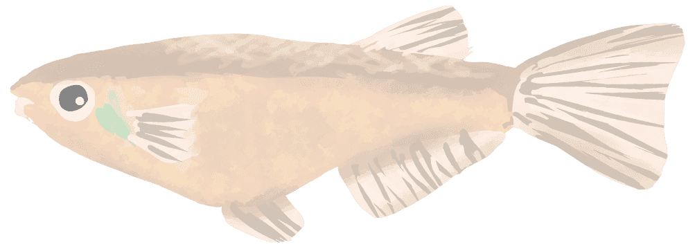 Cute killifish-Aquarium and aquatic plant pretending to be fish