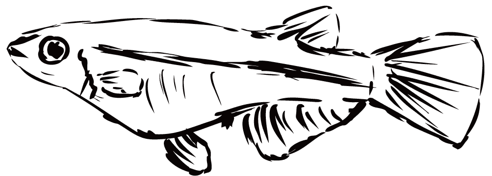 Cute killifish-Aquarium and aquatic plant pretending to be fish