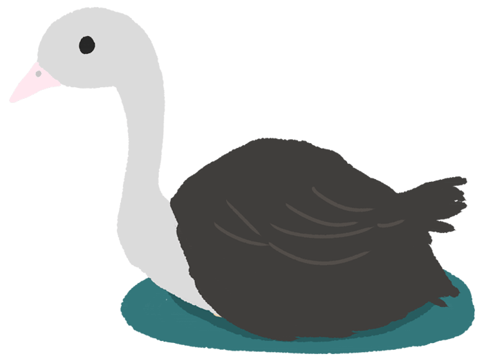 Ostrich-Cute chicks and egg birds