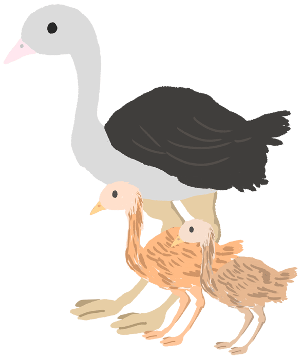 Ostrich-Cute chicks and egg birds