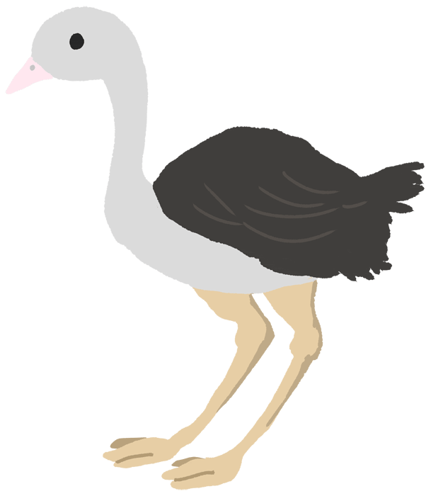 Ostrich-Cute chicks and egg birds