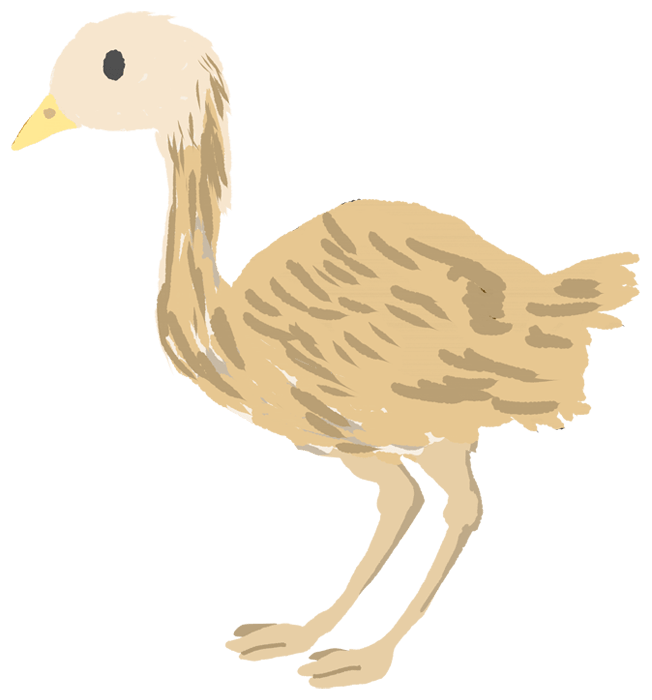 Ostrich-Cute chicks and egg birds