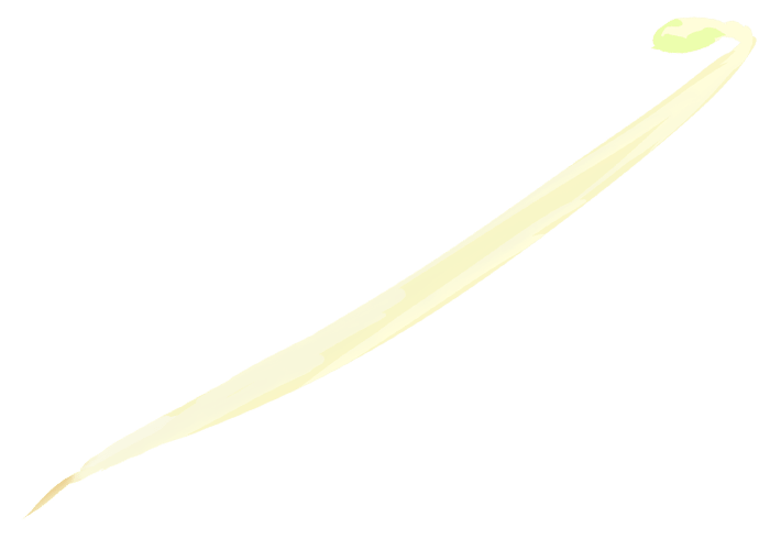 Bean sprouts illustration-Fresh and standard vegetables at the table