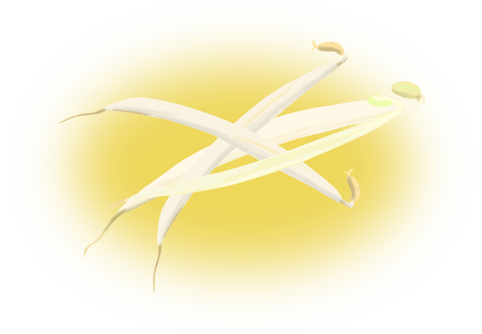 Bean sprouts illustration-Fresh and standard vegetables at the table