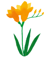 Freesia (flower)